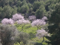 Almond trees in mallorca